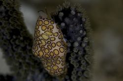 Flamingo tongue on the reefs of Curacao by Martin Van Gestel 